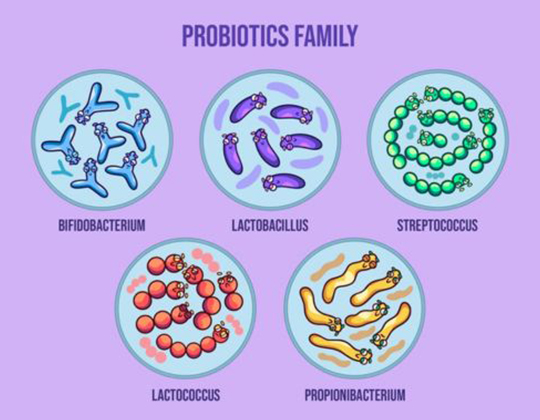 What Are The Different Types Of Probiotic Strains/Forms?