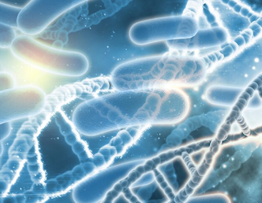 How Long Does it Take Probiotic to Work